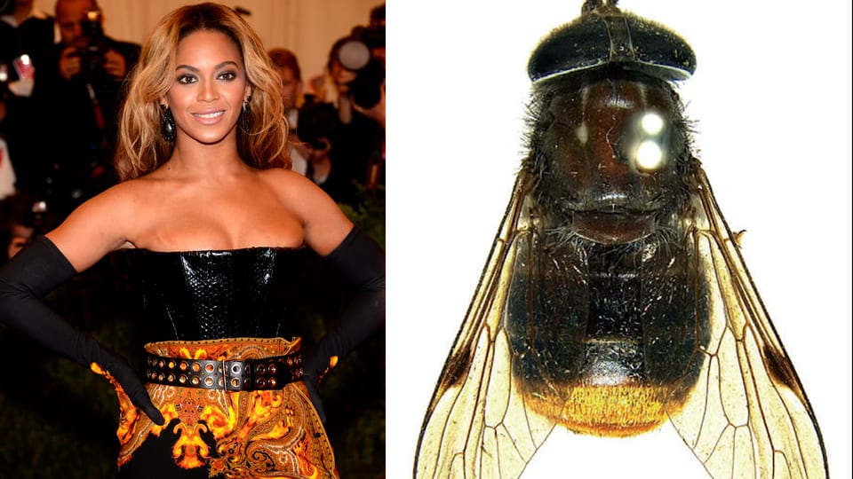 Beyoncé und Biene