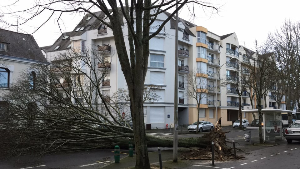 Umgefallener Baum in Brest.