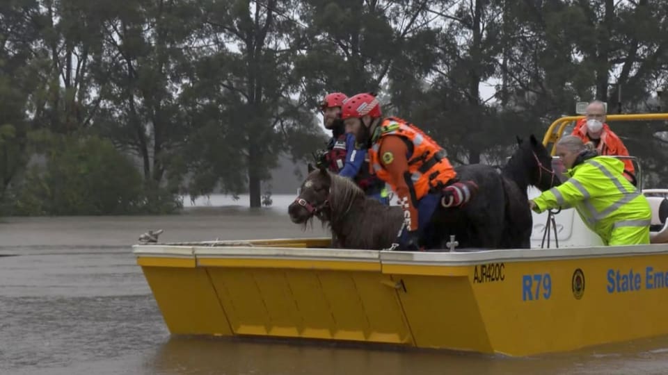 Ein Rettungsteam bringt zwei Ponys aus einem überschwemmten Gebiet in Milperra im Grossraum Sydney in Sicherheit.