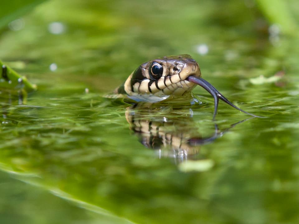 Eine Schlange im Wasser.