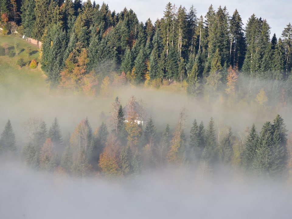 Nebelverhangener Hügel mit Bäumen und einem versteckten Häuschen