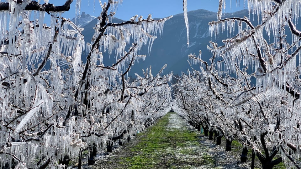 Frostige Nächte im Frühjahr Frostschutz bei Martigny.