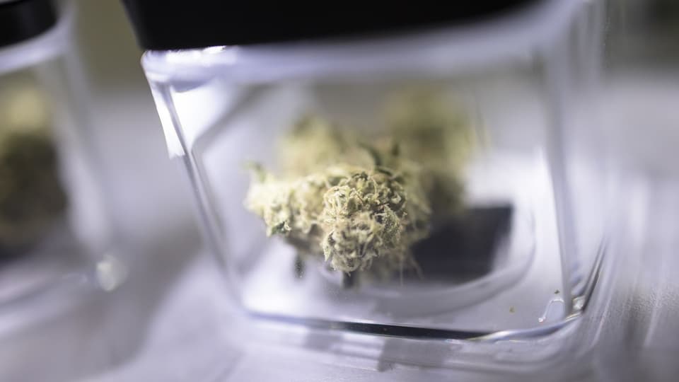 Knospe einer Cannabis-Pflanze in einem Glas.