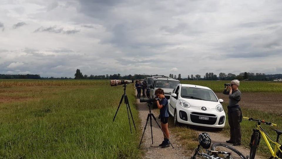 eine Autokolone und mehrere Menschen, welche mit Feldstechern ins Feld schauen. 