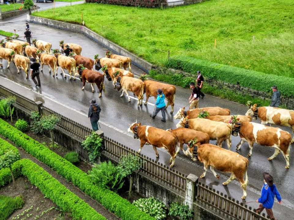 Geschmückte Kühe sind auf der Strasse unterwegs beim Alpaufzug.