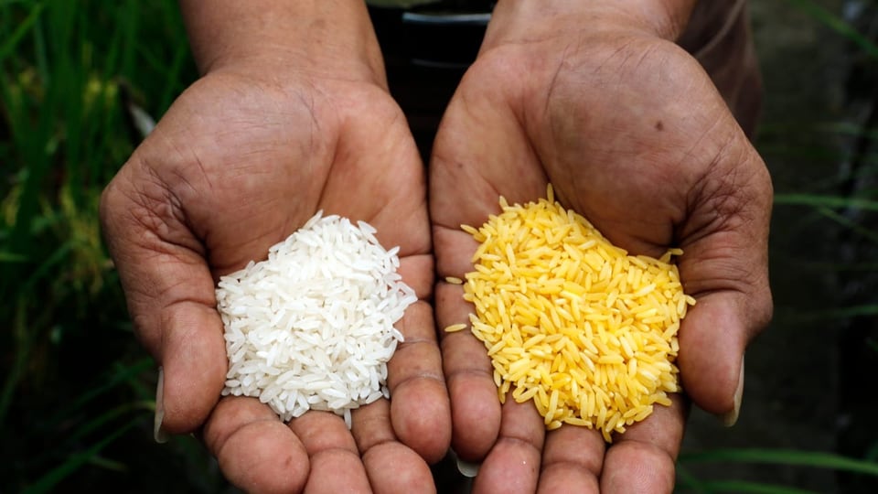 Der Unterschied zwischen Goldenem Reis und normalem Reis