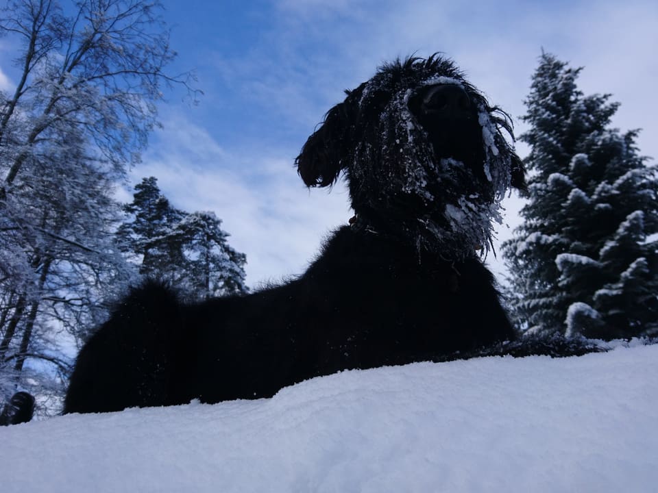 Schwarzer Hund im Schnee.