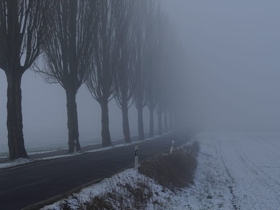 Eine Baumallee im dichten Nebel..