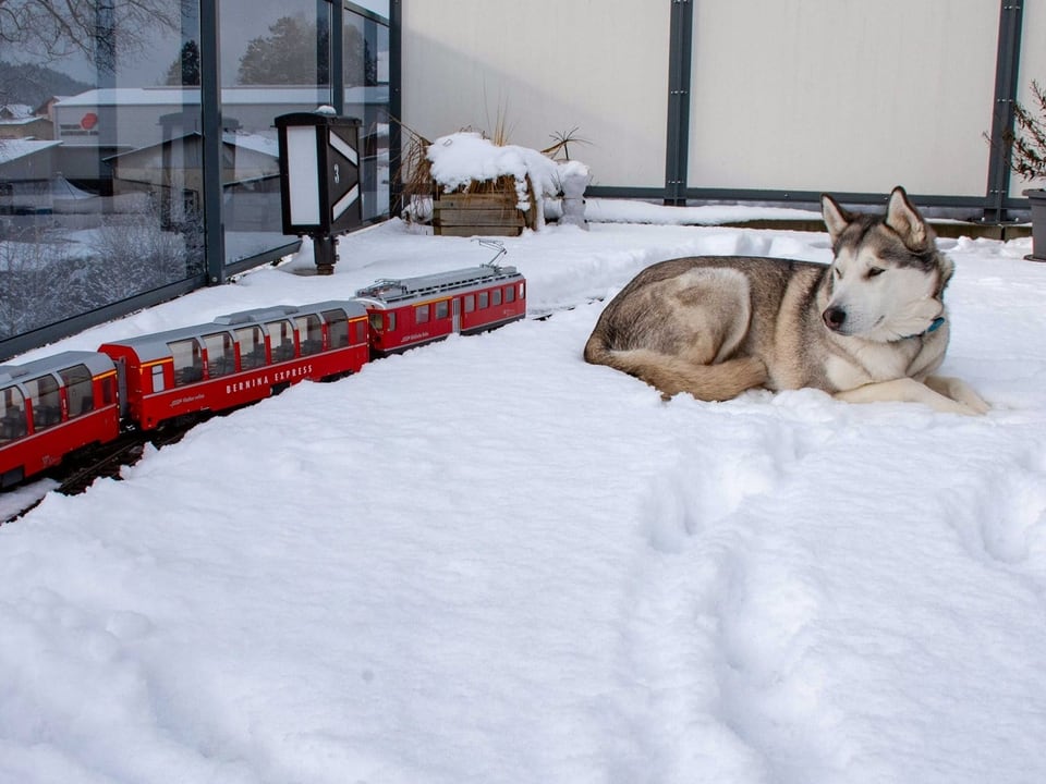 Ein Husky sitzt im Schnee neben einer Modelleisenbahn.