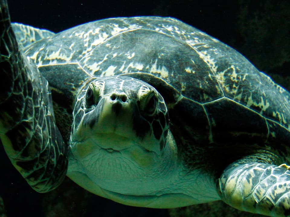 Eine Schildkröte unter Wasser