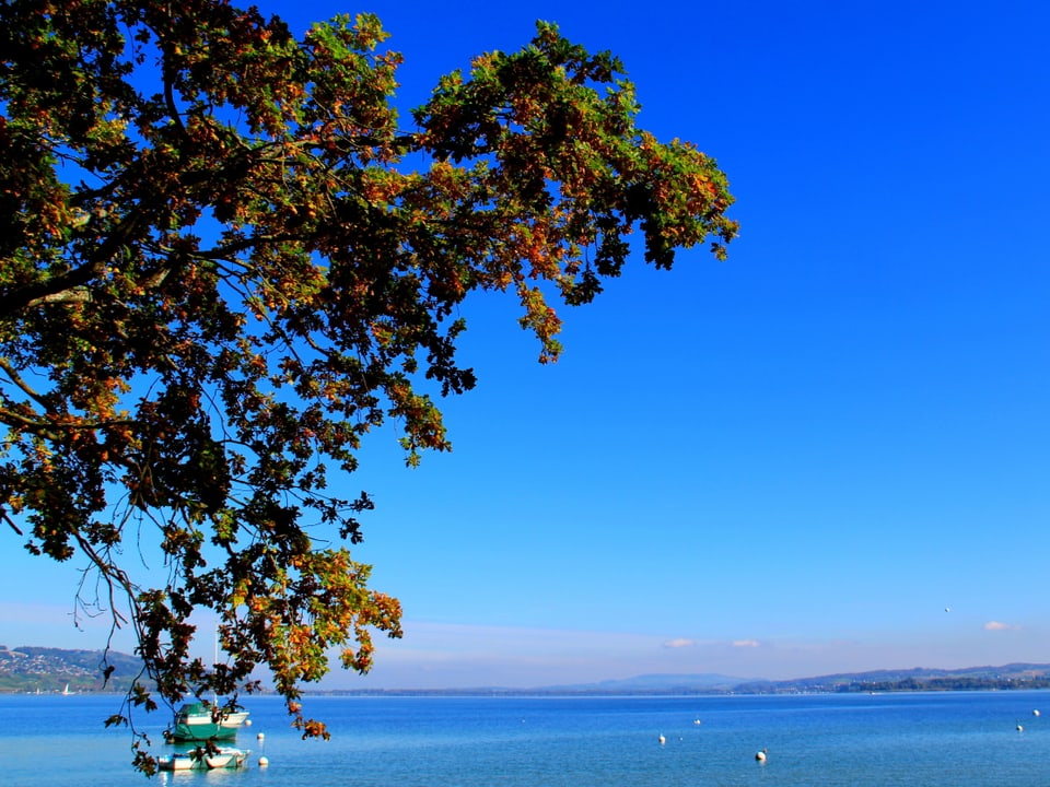 Blauer Himmel, blauer See, ein Baum.