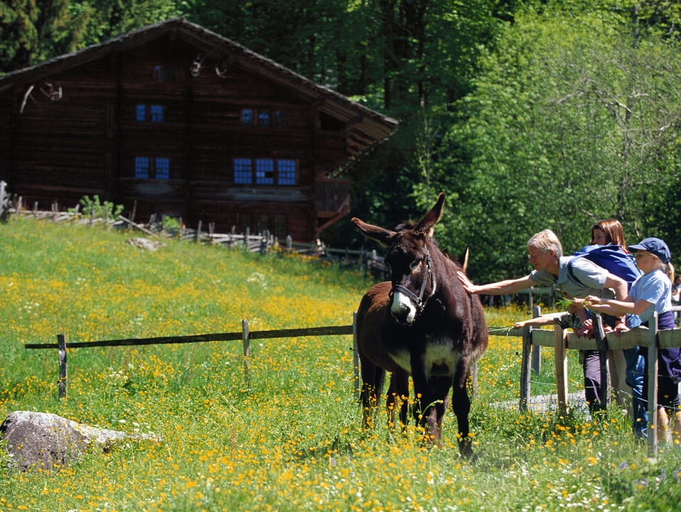 Vater mit Kindern streichelt einen Esel auf einer Wiese, im Hintergrund ein Chalet.
