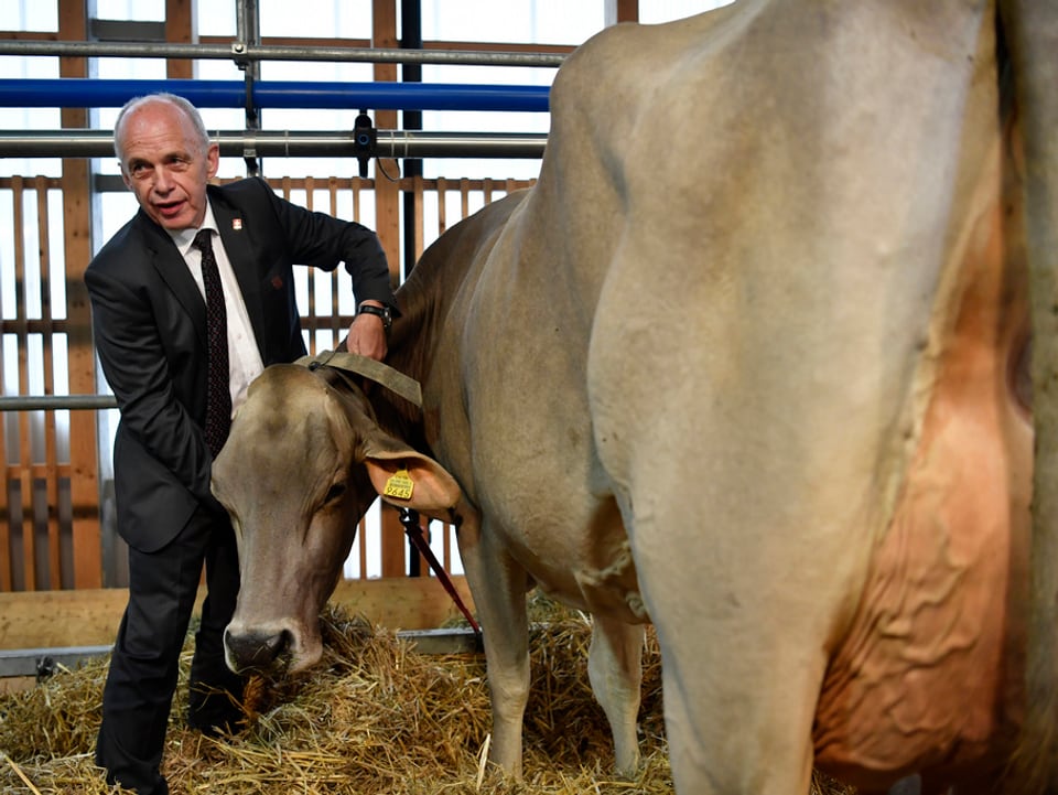 Bundesrat Ueli Maurer streichelt eine Kuh.