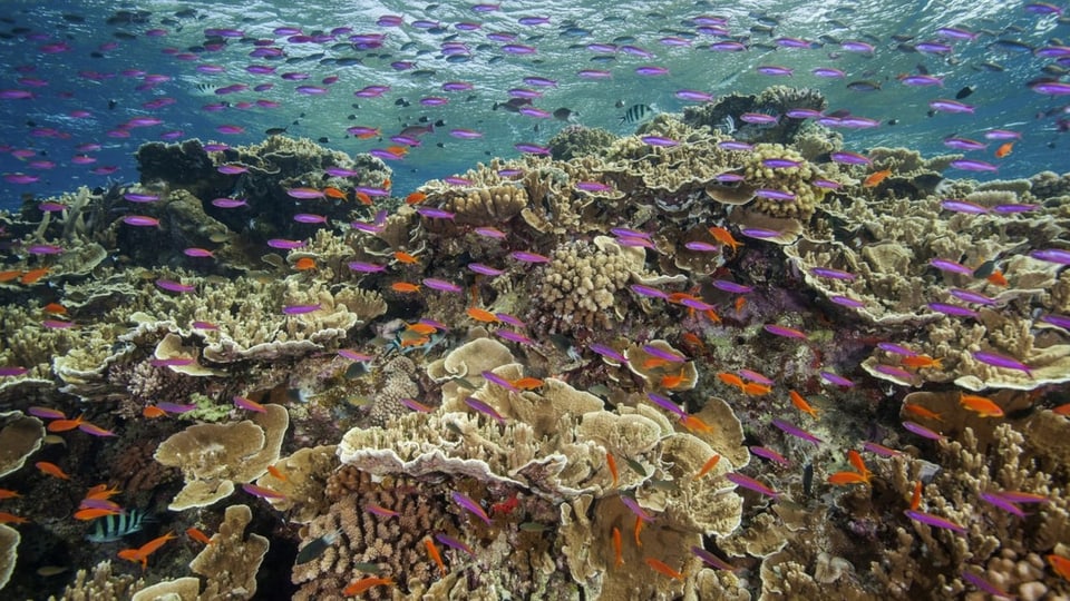 Schwarm kleiner Fische im Ribbon Reef bei Cairns, Australien