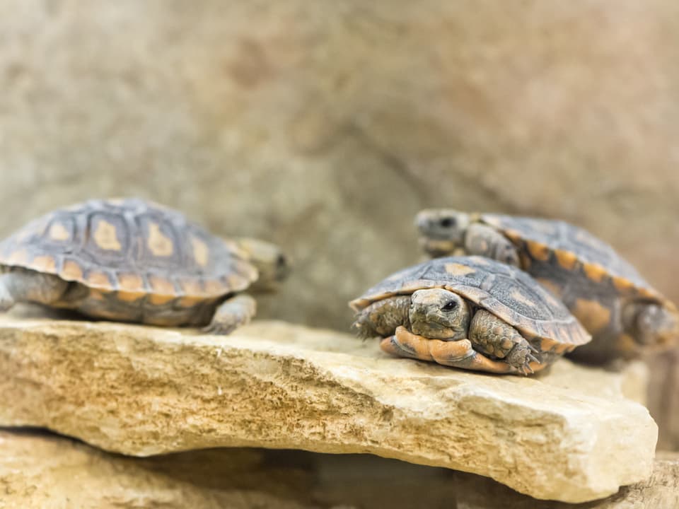 Drei Spaltenschildkröten.