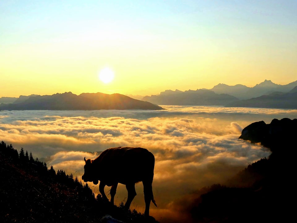 Sonnenaufgang über dem Nebelmeer. Im Vordergrund eine Kuh, dahinter Hochnebel, Berge und Sonne.