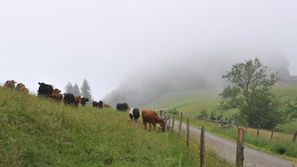 Auf dem Bretzwilerstierenberg lag am 10. Juni Nebel.