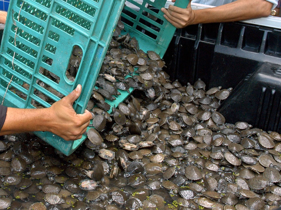Regierungsmitarbeitern beschlagnahmen Riesenschildkröten-Babies.