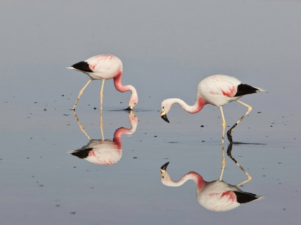 Zwei Flamingos wühlen mit ihren Schnäbeln im Sand.