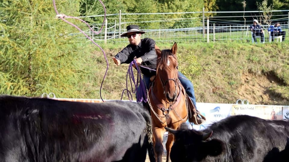 Mann mit Sonnenbrille und Hut auf Pferd wirft Lasso, im Vordergrund Rinder