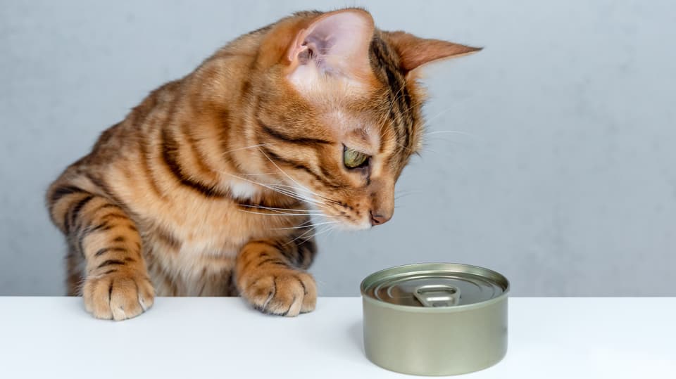 Eine Katze riecht an einer Konservendose