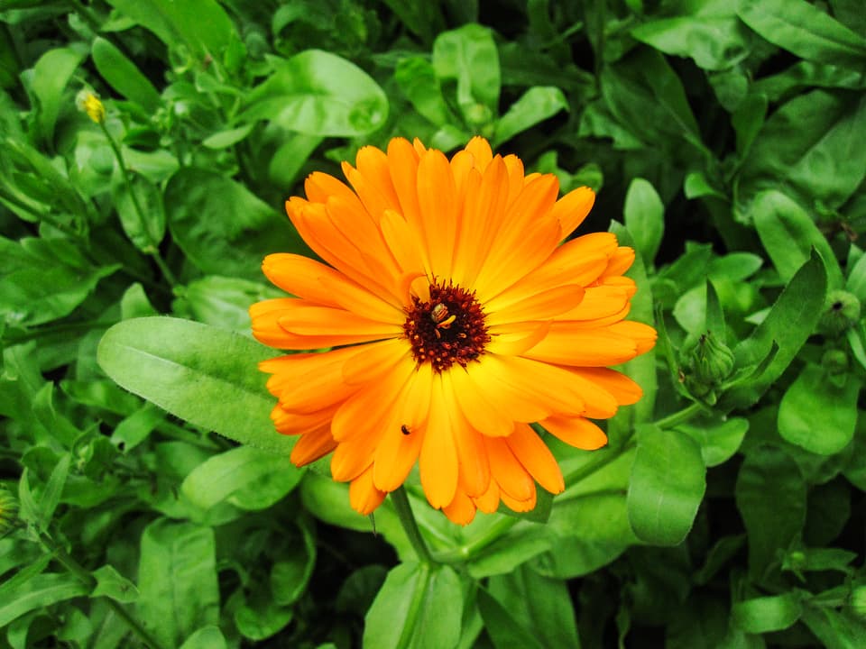orange Ringelblume mit 55 Blütenblättern