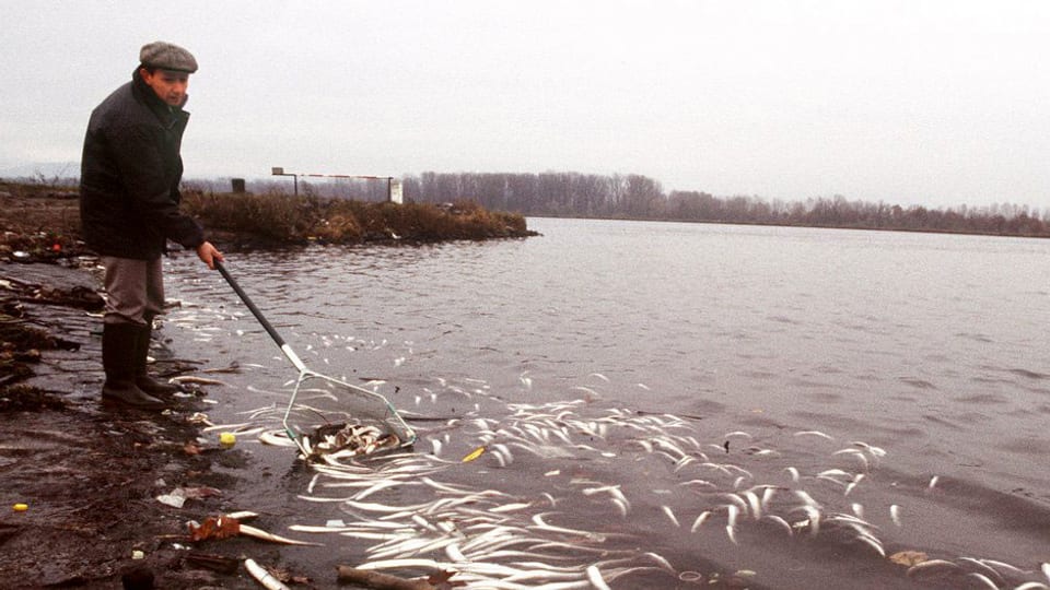 Mann mit Netz zieht tote Fische aus dem Fluss.