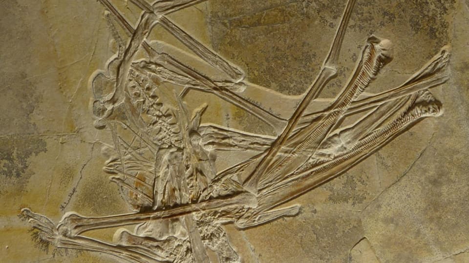 Der neue Flugsaurier Balaenognathus maeuseri ist im Naturkundemuseum Bamberg zu sehen.