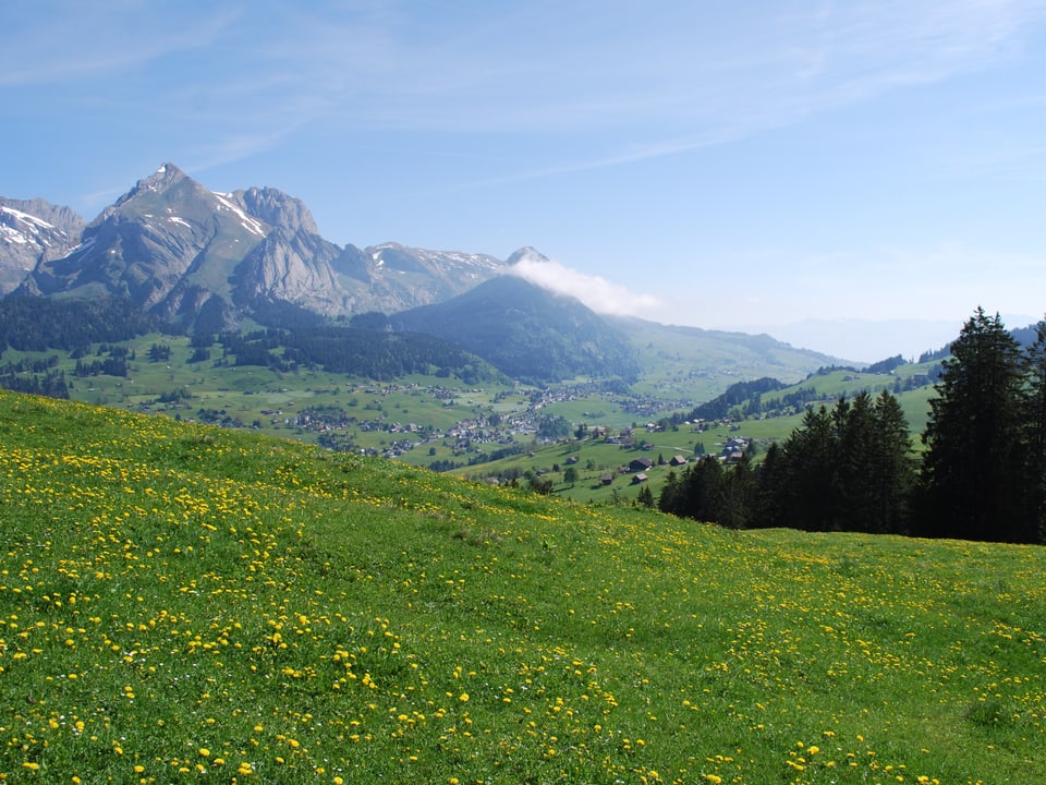 Landschaftsaufnahme mit blühender Wiese im Vordergrund und Bergen im Hintergrund. 