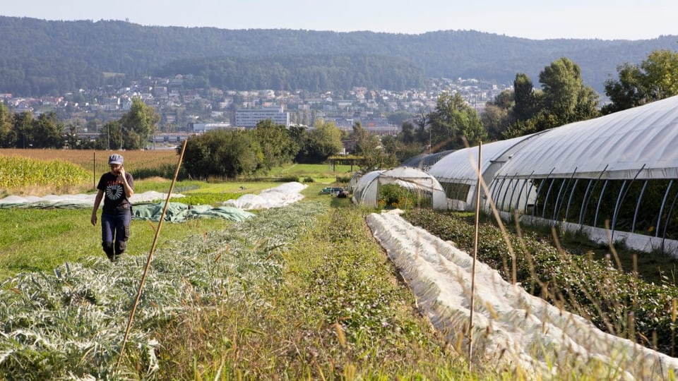 Totale von einem gemischten Feld, vorne tiefgewachsene Pflanzen, hinten Obstbäume. Im Hintergrund klein eine Stadt.