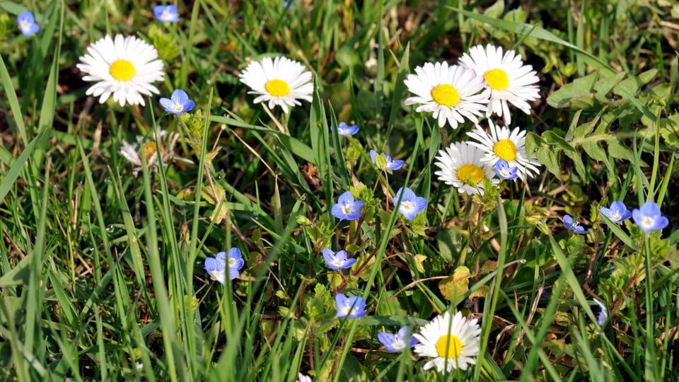 Naturblumen am Sonntagvormittag in Bretzwil (BL).
