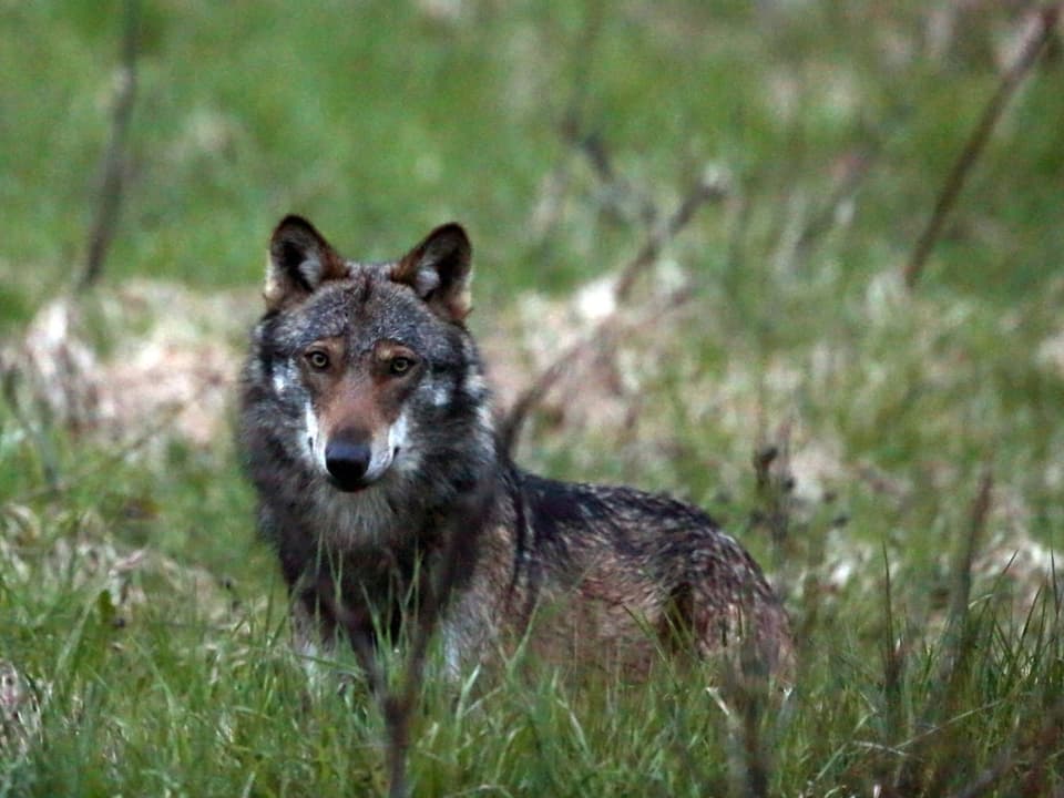 Ein Wolf sitzt in hohem Grass. Er schaut in Richtung Kamera.