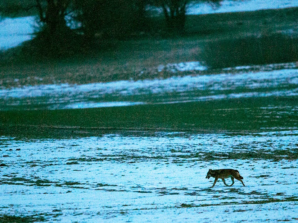 Wolf läuft über schneebedeckte Wiese