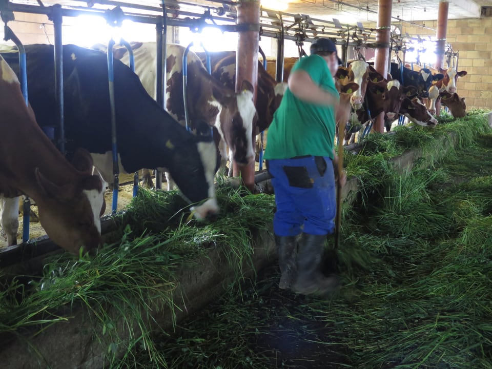 Der Bauer im Stall bringt den Kühen Gras.