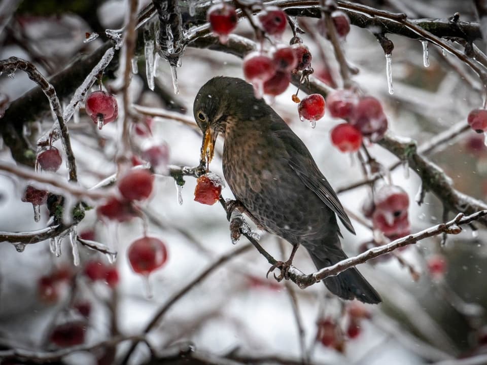Ein Vogel isst eingefrorene Beeren.