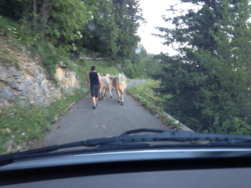 Kühe auf der Bergstrasse.