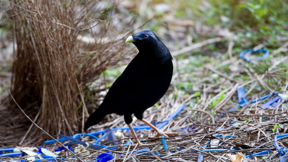 Balzverhalten der Australische Laubenvögel – auch ohne grosse Gesten