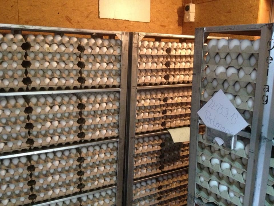 Zwei- bis dreimal pro Woche werden die Eier vom Grossverteiler abgeholt. 