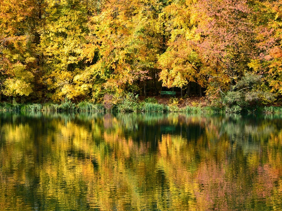 Gelbe Blätter, Spiegelung im See.