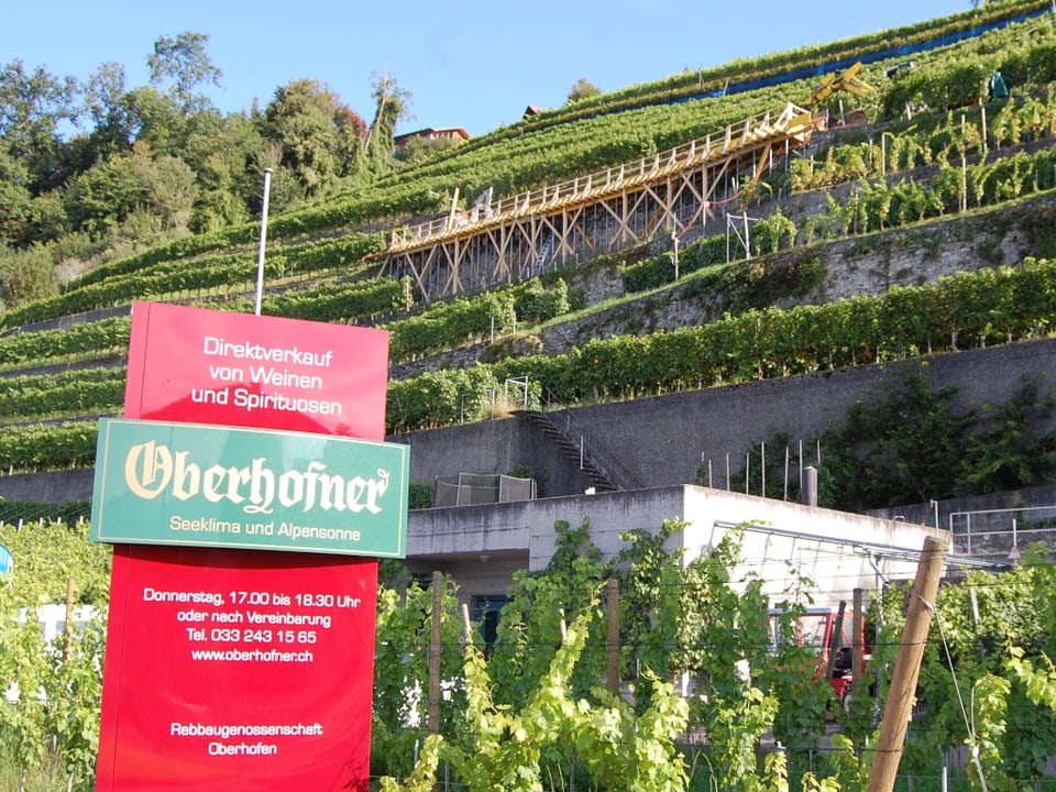 290'000 Franken für die neue Trockenmauer im Rebberg kann die Rebbaugenossenschaft Oberhofen nicht alleine aufbringen.