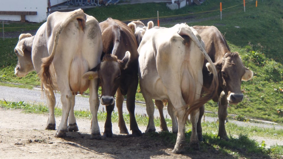 Vier Kühe stehen nebeneinander, jeweils Kopf an Hinterteil.