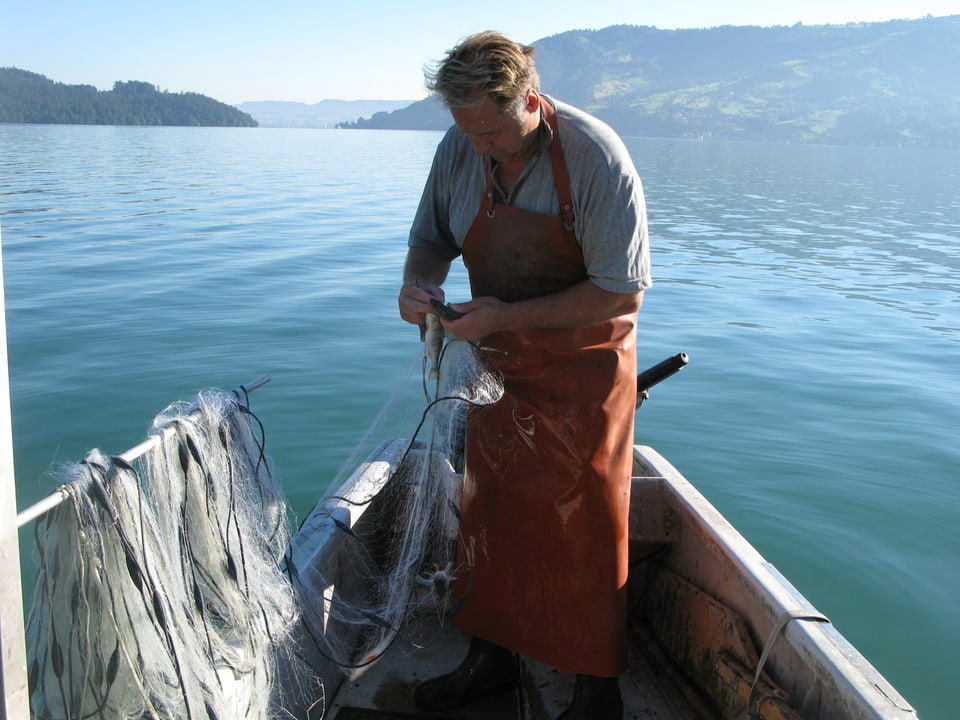 Fischer Dani Schwendeler steht auf dem Boot und nimmt Eglis aus dem Netz
