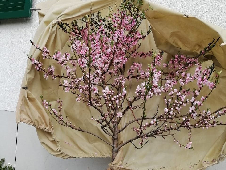 Eingepackter Pfirsich-Baum