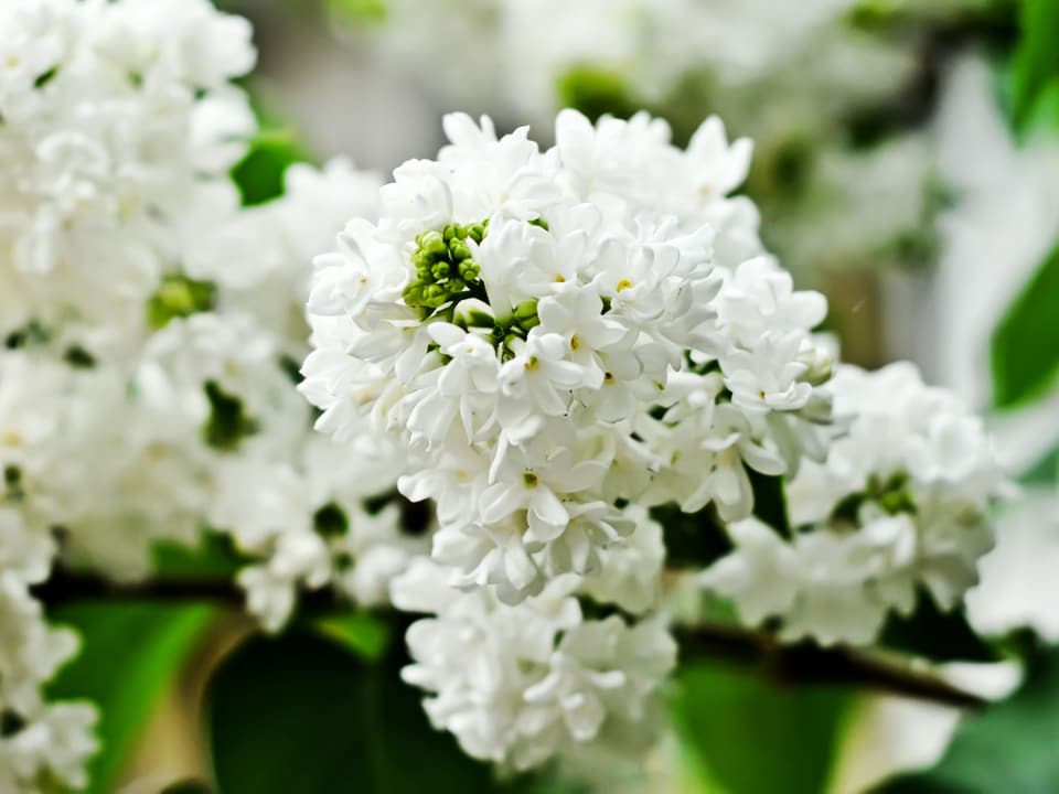 Weisse Fliederblüten. 