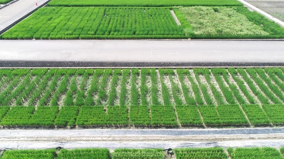 Test-Feld mit Reispflanzen