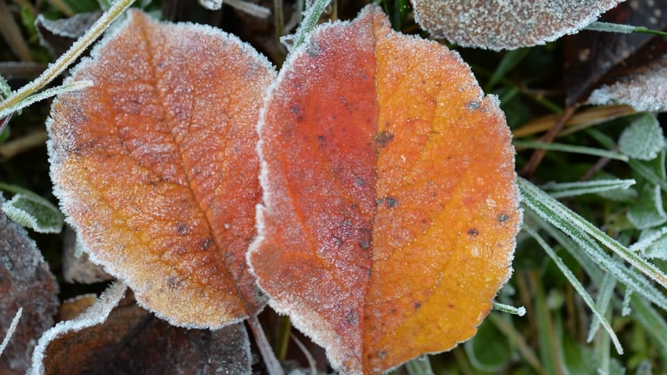 Zwei rot verfärbte Blätter mit Frost am Rand.