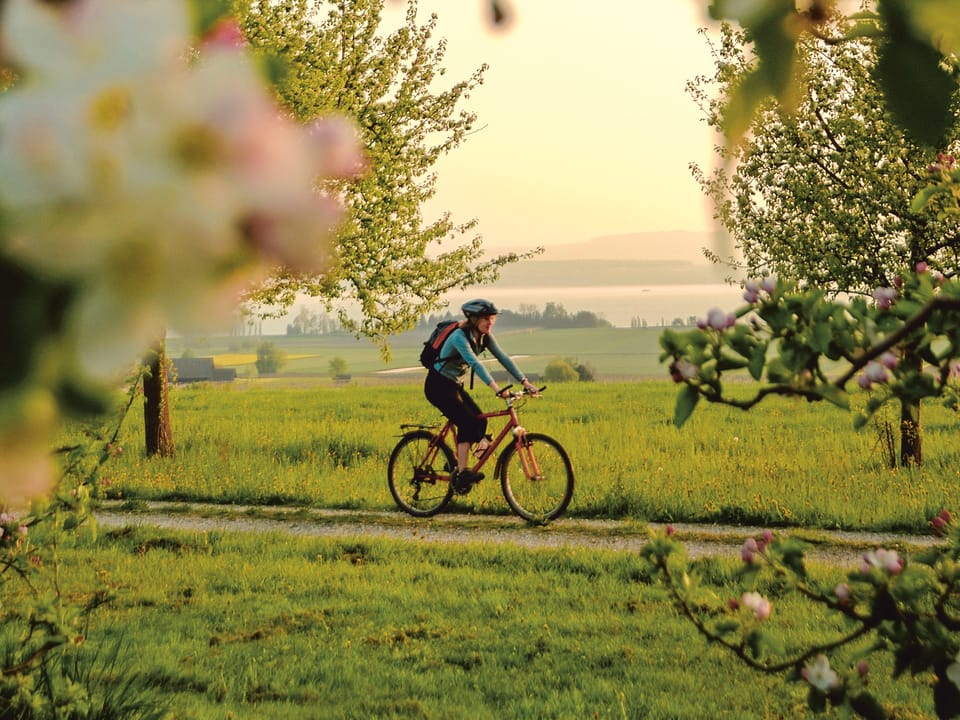 Eine Velofahrerin auf einem Weg zwischen blühenden Apfelbäumen.