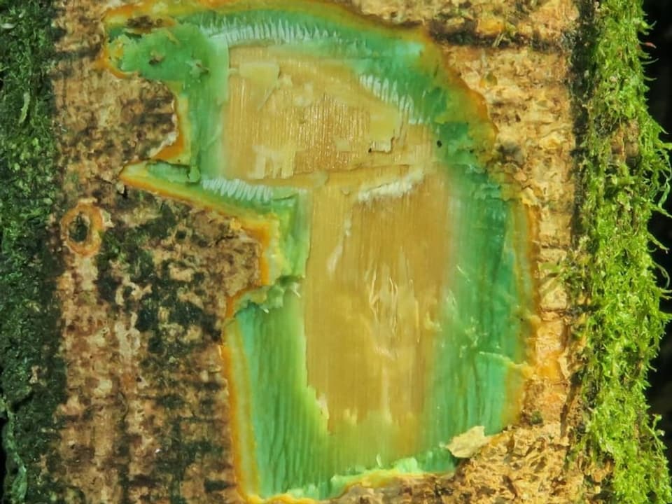 Bild einer aufgeschnittenen, grünlich leuchtenden Rinde