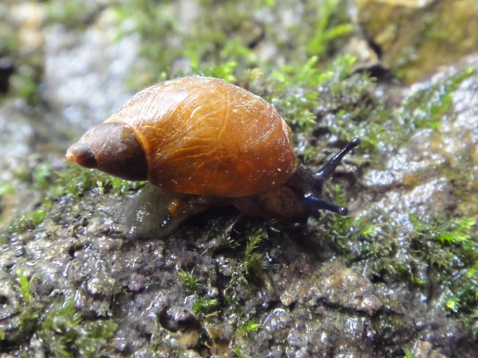 Eine Schnecke mit einem orangefarbenen Häusschen kauert auf moosigem Untergrund.