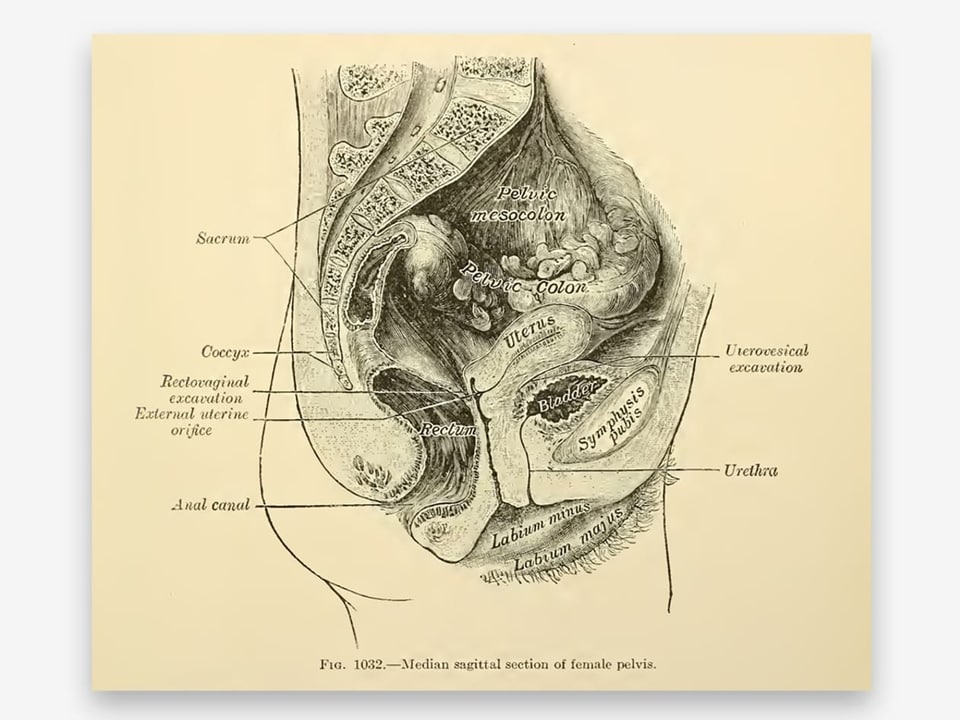 Illustration des weiblichen Unterleibes.